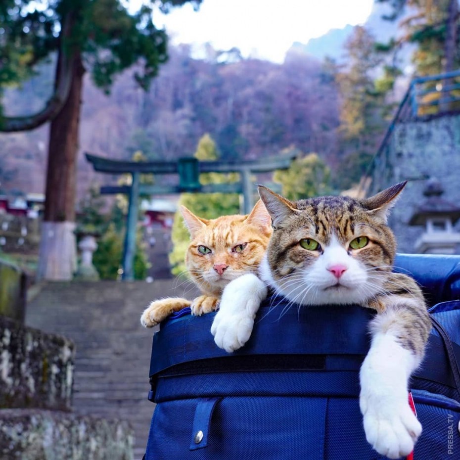 Любопытные коты