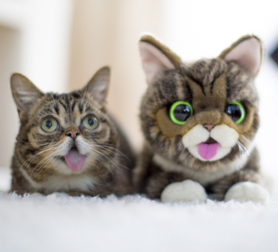 Необычные расцветки кошек