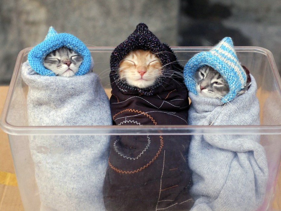 Прикольный кот