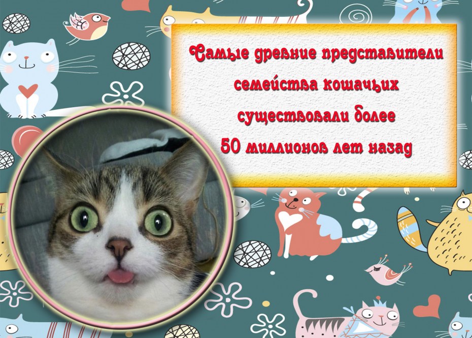 Котики на природе
