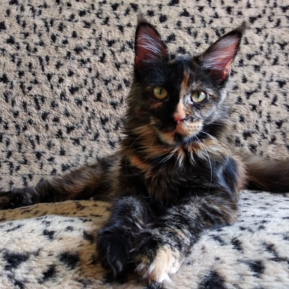 Котенок Мейн кун трехцветный