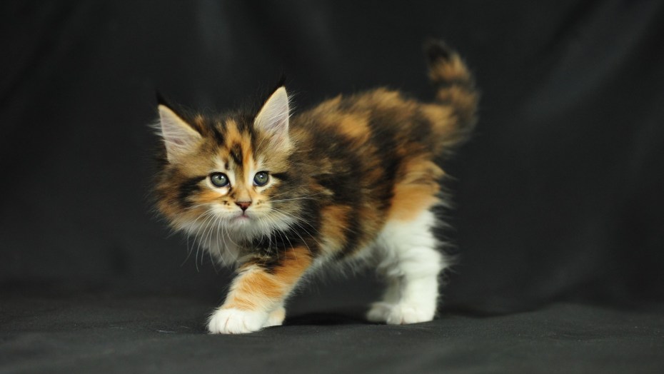 Котенок Мейн кун трехцветный