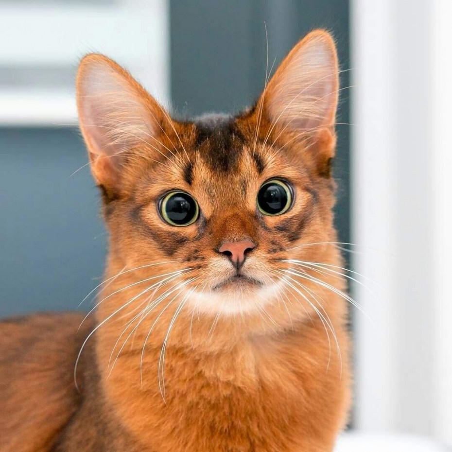 Сомалийская кошка