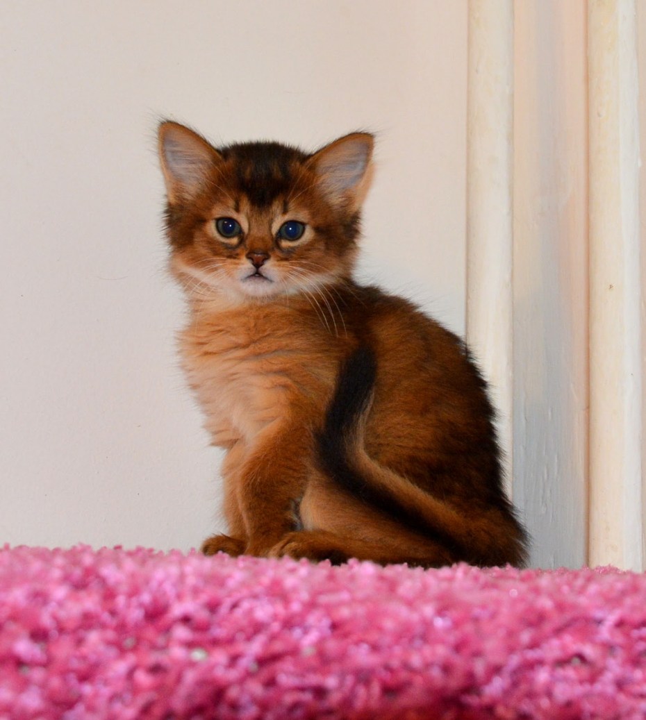 Сомалийская кошка котята