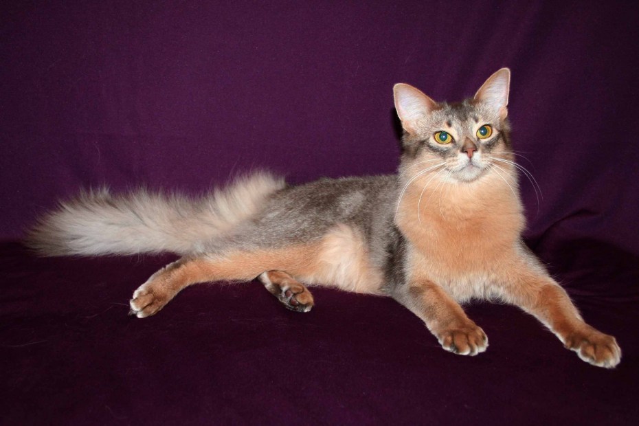 Сомалийский кот