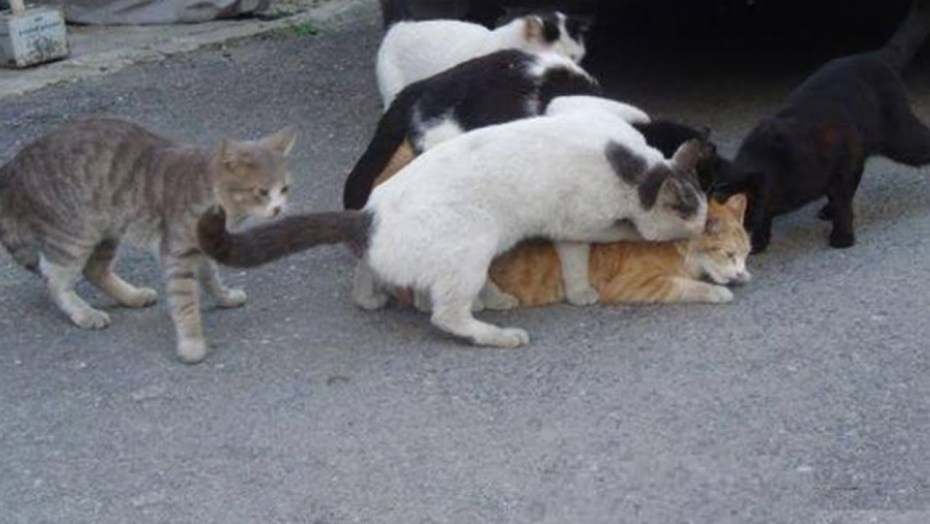 Кошки занимаются