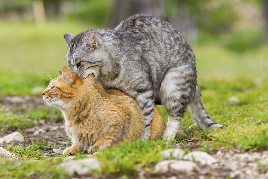 Кот и кошка занимаются
