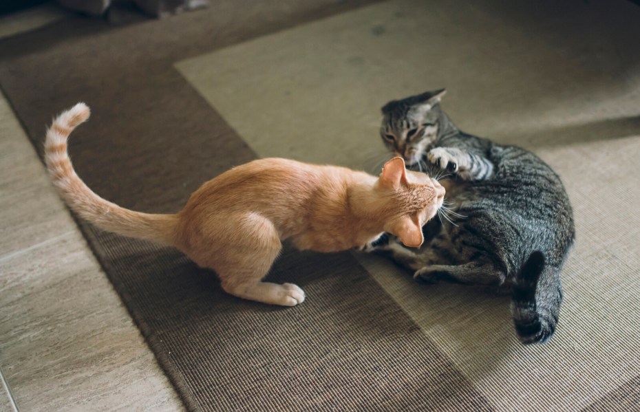 One Cat two Cats