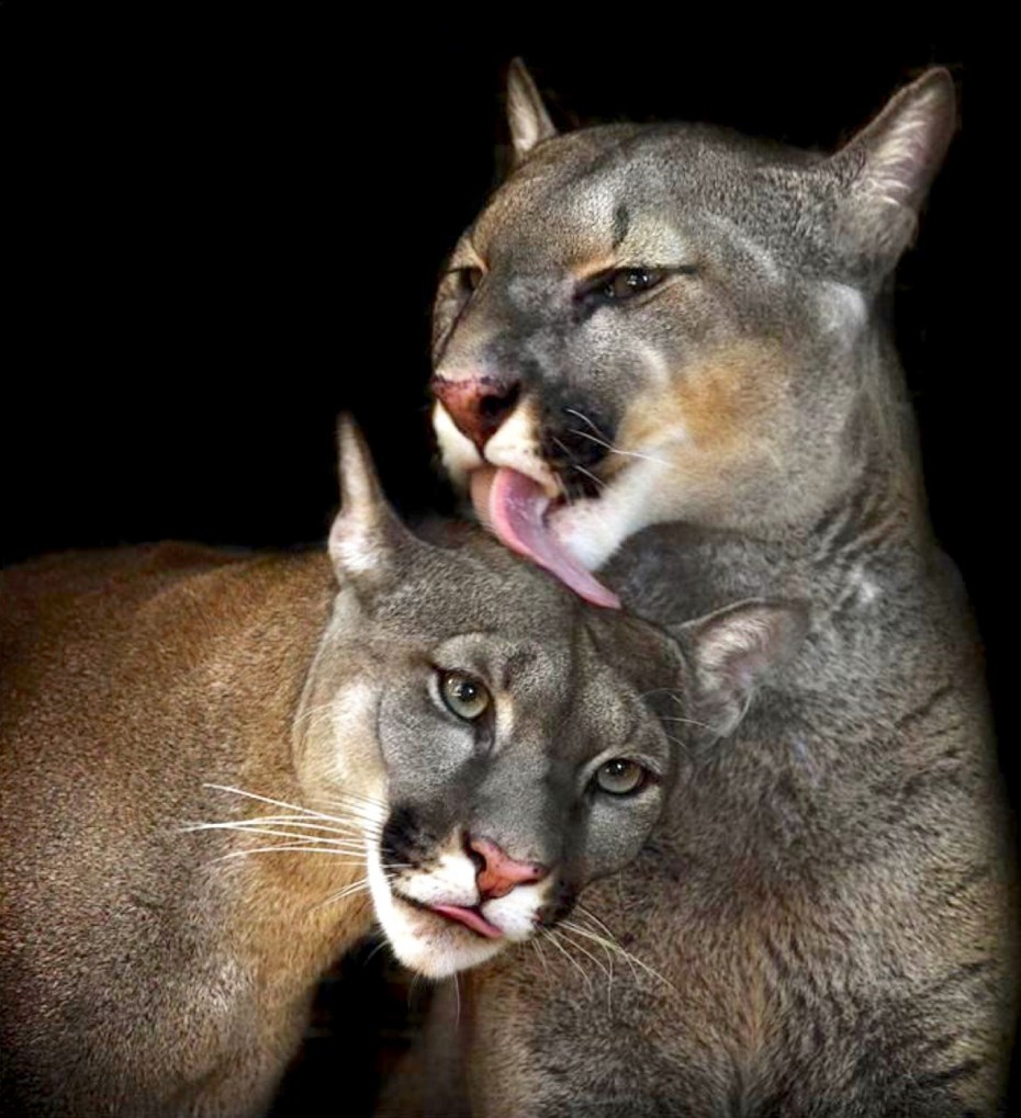 Кошки Натуралы