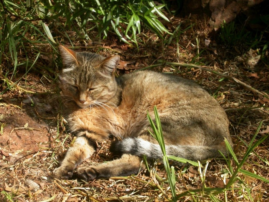 Африканская Дикая кошка (Felis lybica)