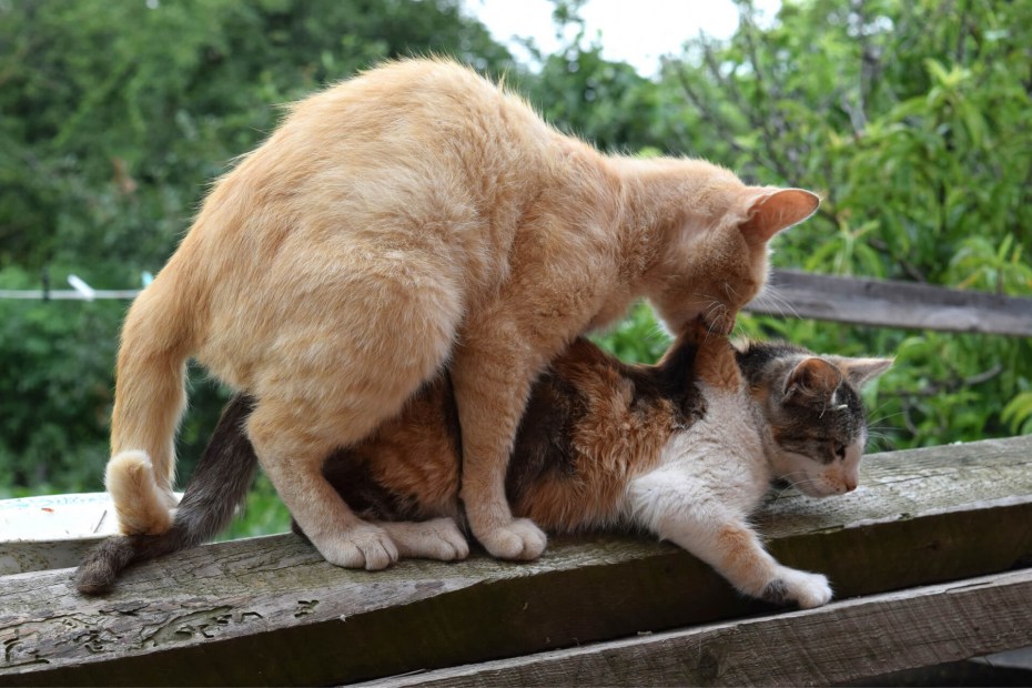 Кошки совокупляются