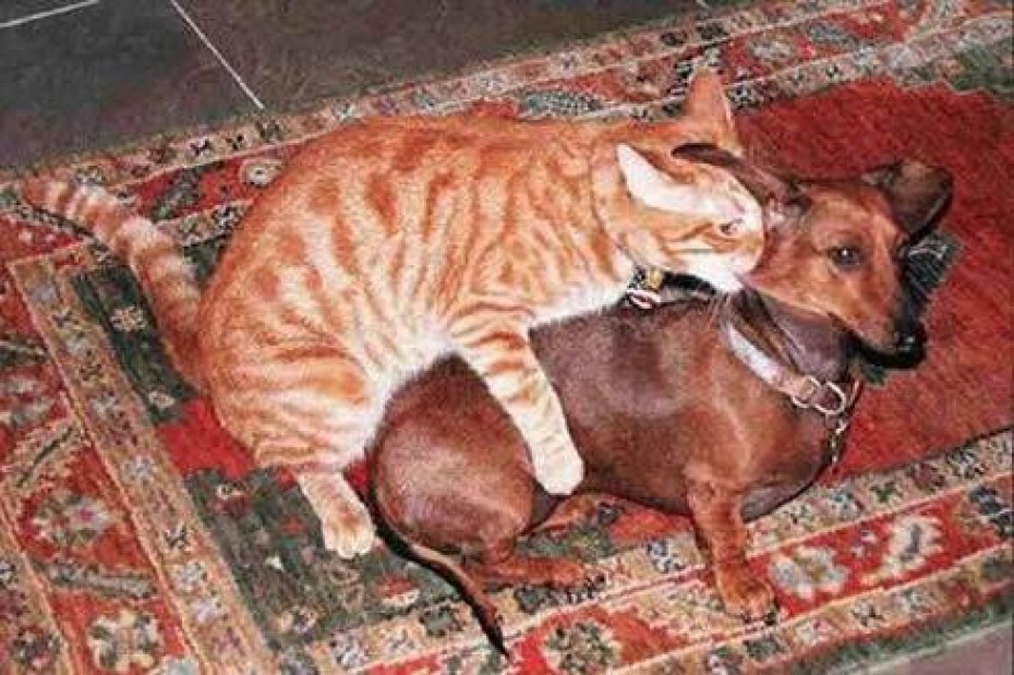 Коты спариваются