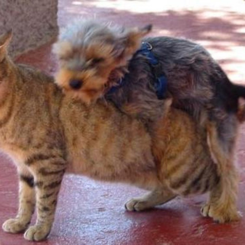 Котики занимаются любовью