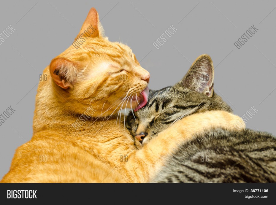 Cat mating