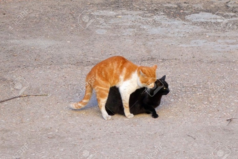Коты занимаются этим