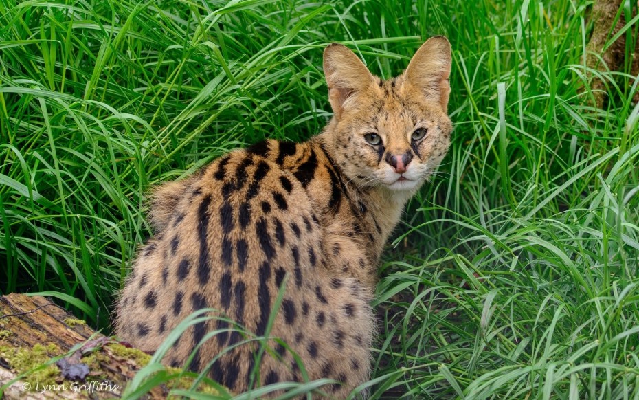 Дикие кошки с пятнышками