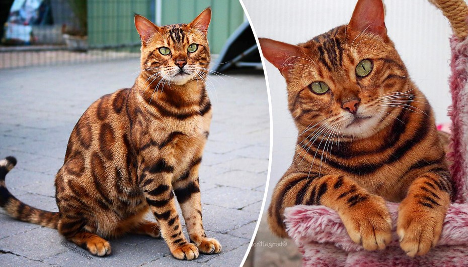 Бенгальский тигр кот