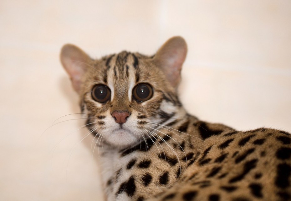 Кошка пятнистая Бенгальская