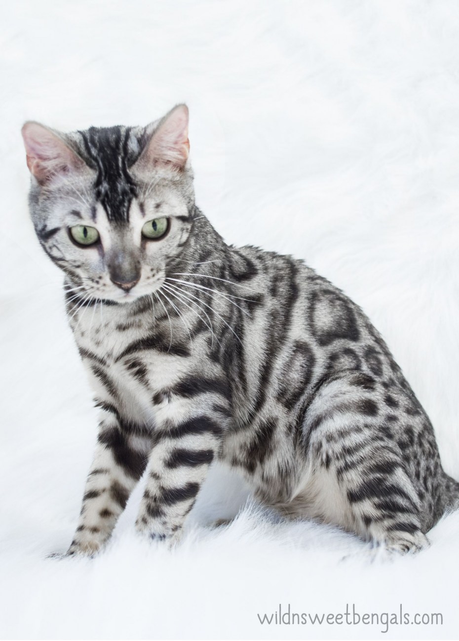 Бенгальская кошка табби