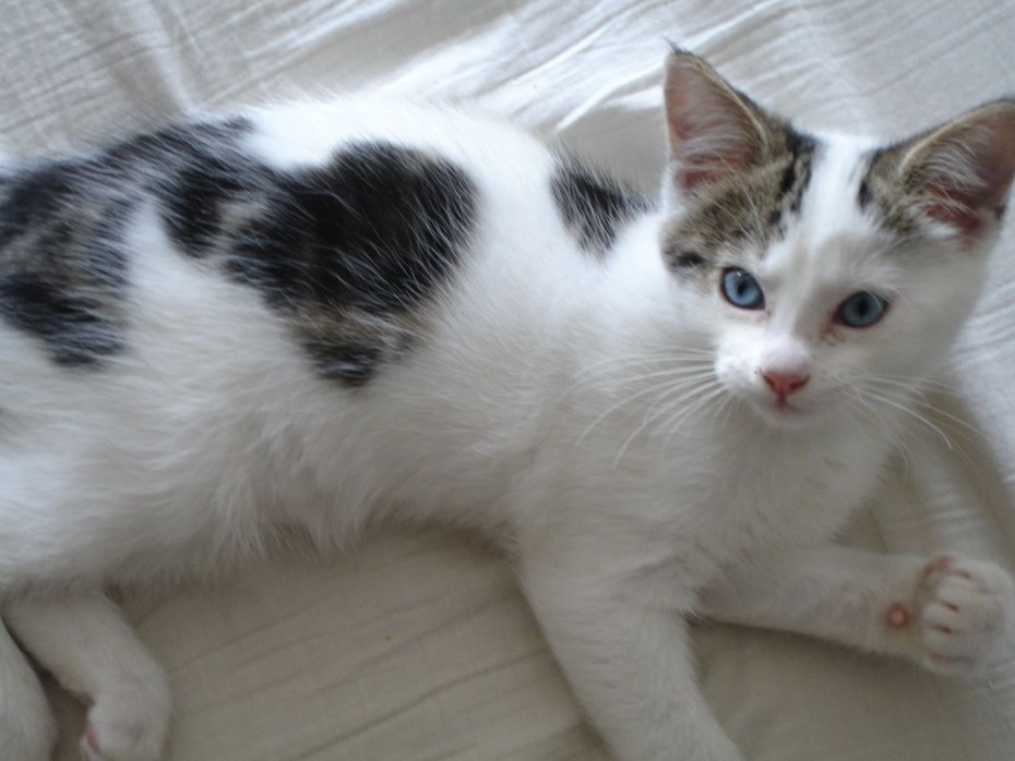 Коты с пятнами