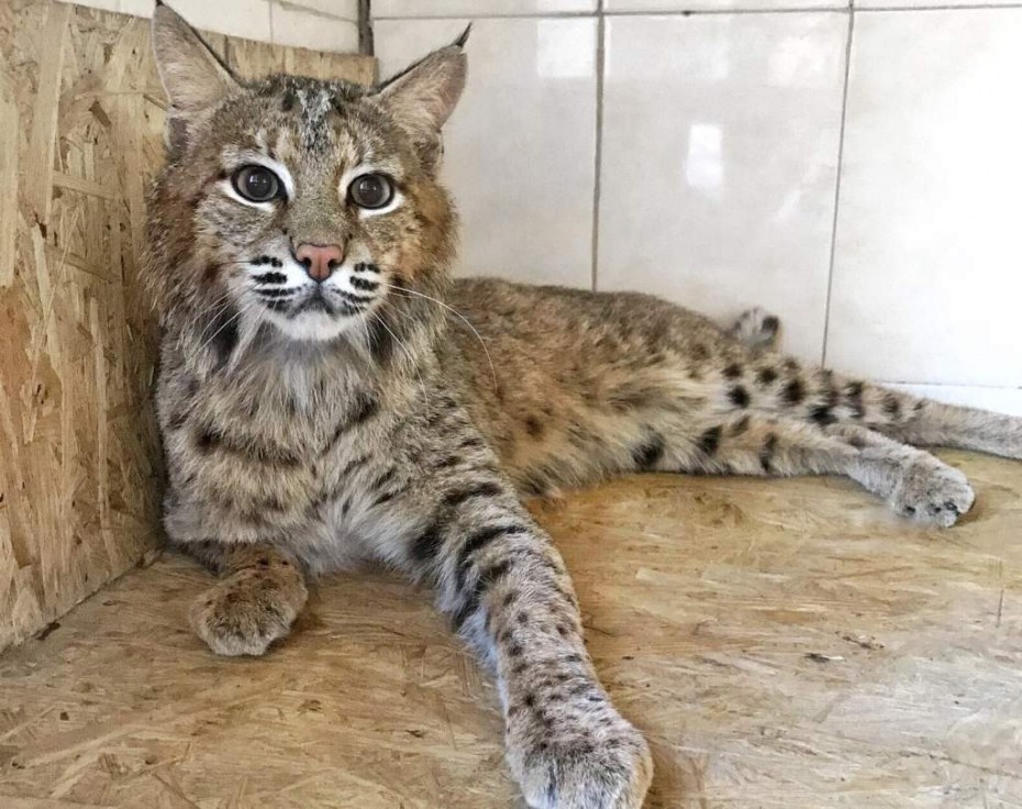 Котята породы каракал