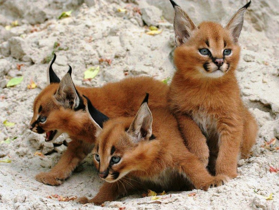Кот с длинными ушами и кисточками