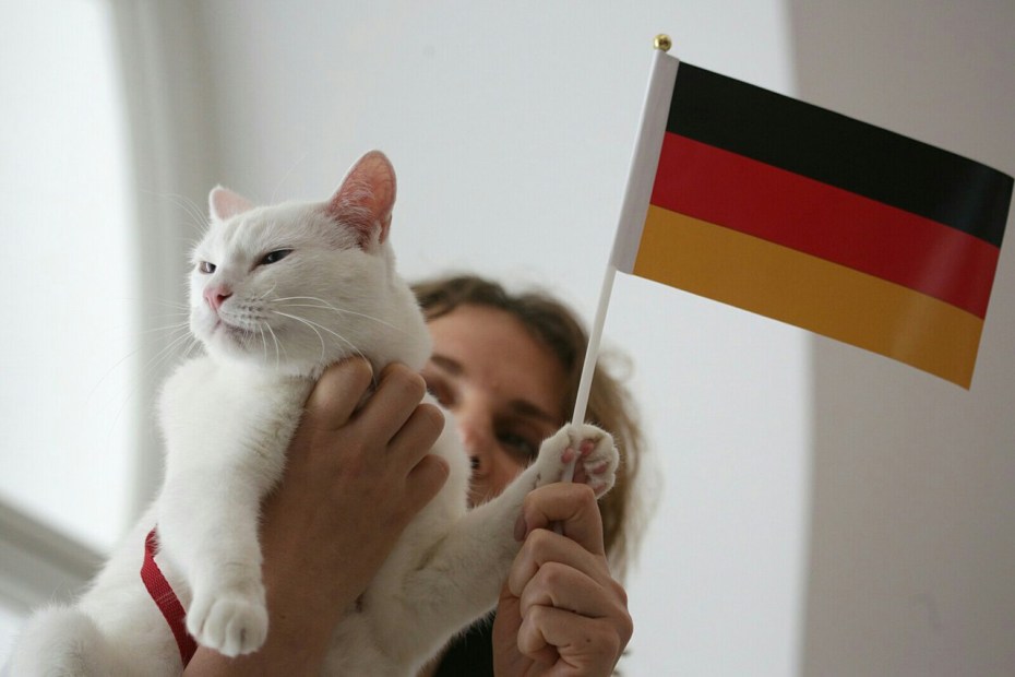 Кот Германия