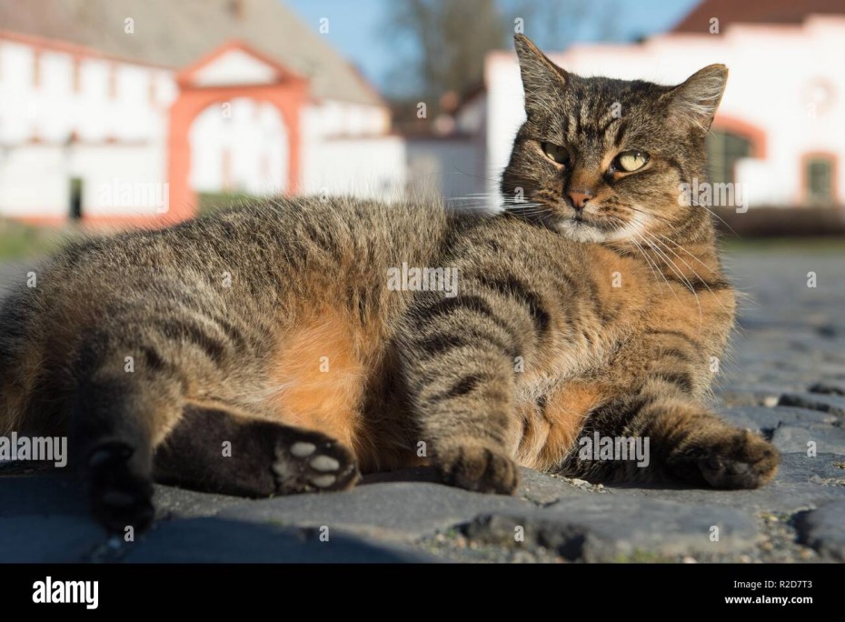 Кошачья немецкая Страна