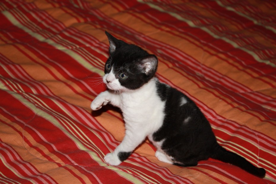 Немецкий рекс кот