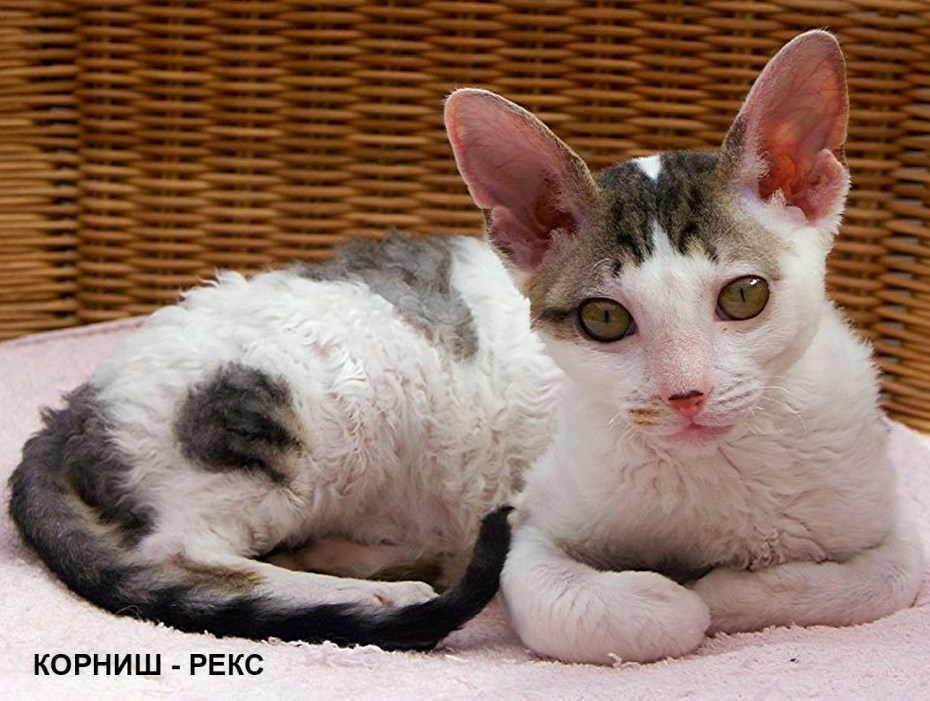 Немецкий Корниш рекс