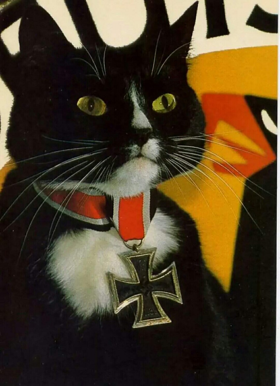 Коты немцы