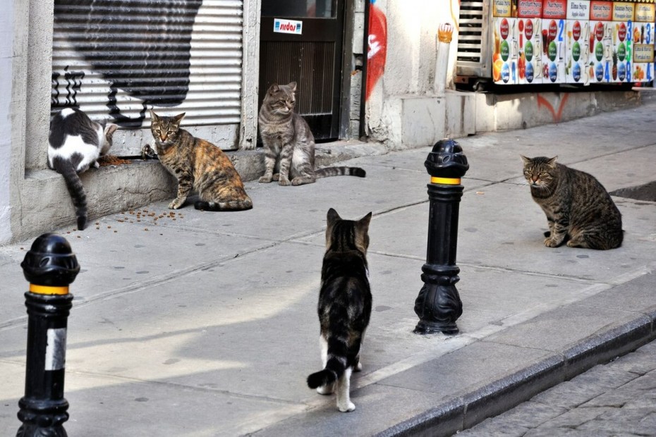 Коты на улицах Стамбула