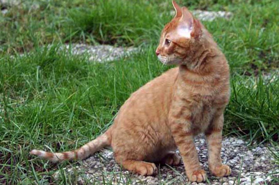 Прусский рекс кошка