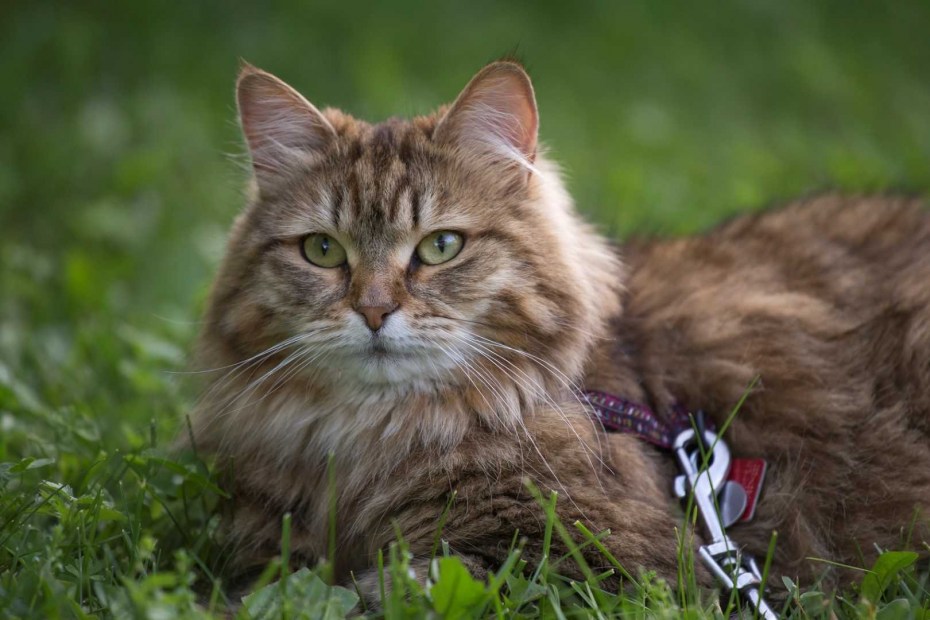 Сибирская кошка