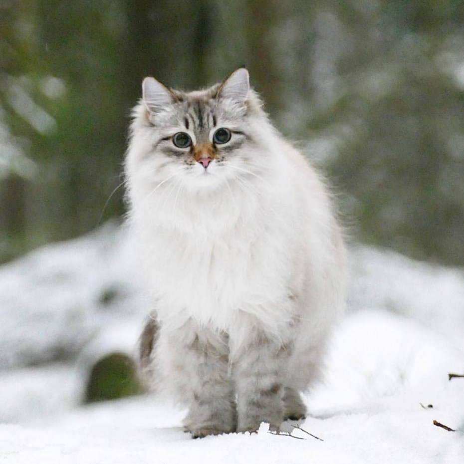 Сибирская кошка ветерок Сиберия