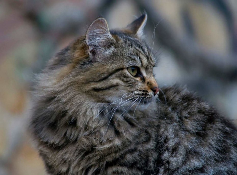 Норвежская Лесная кошка (Скогкэт)