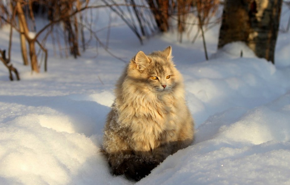 Сибирская кошка