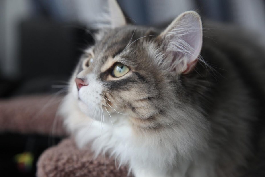 Сибирский кот