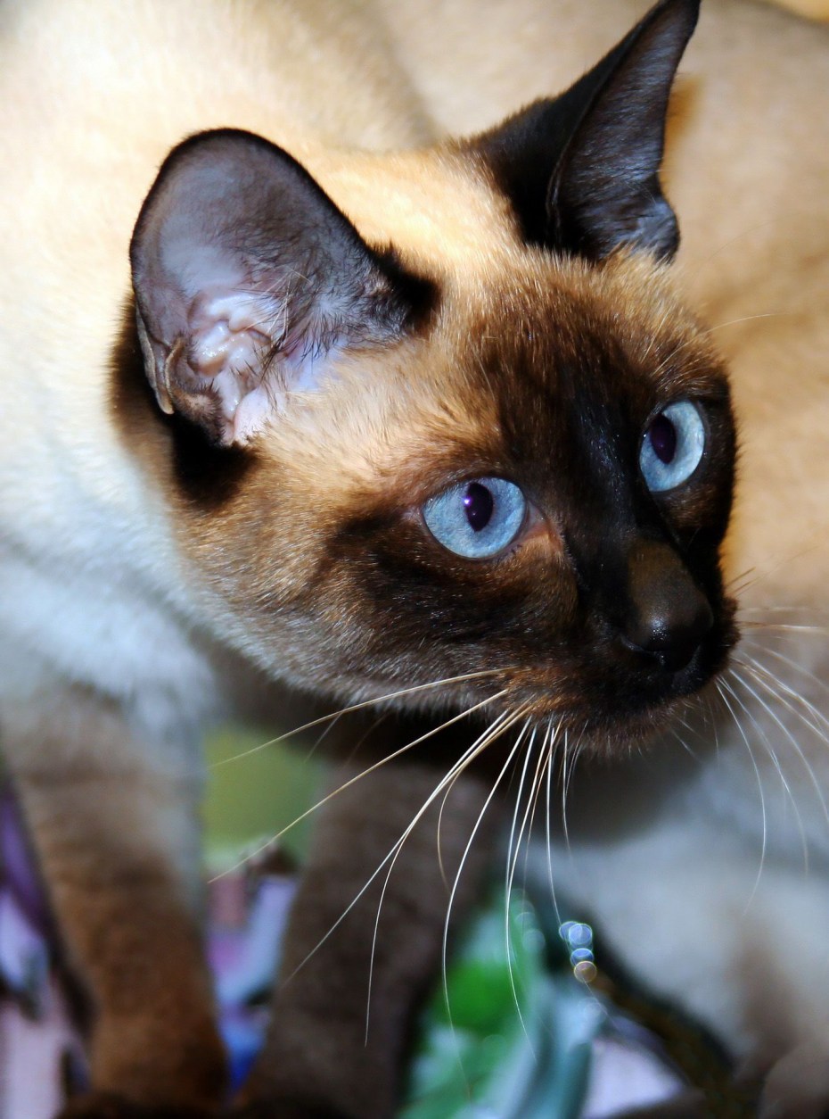 Сиамская кошка