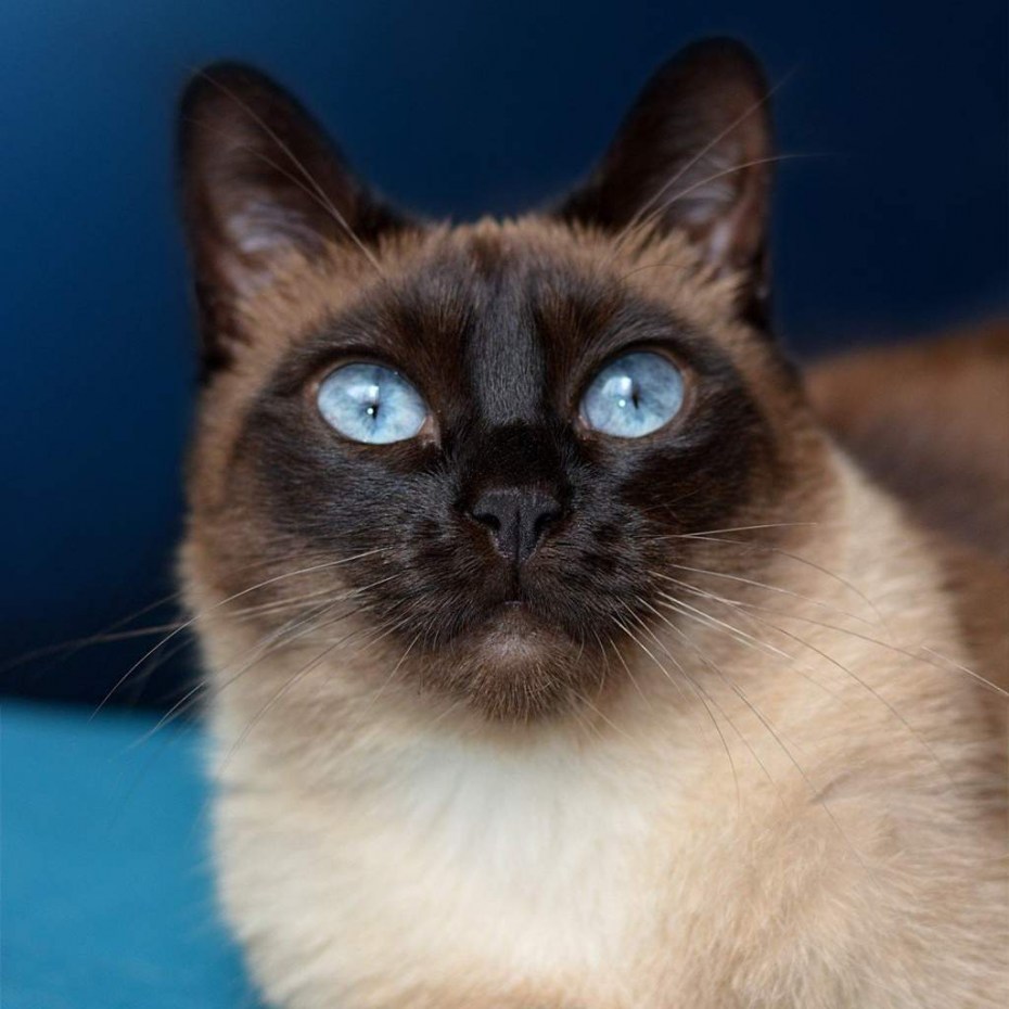 Коты сиамской породы