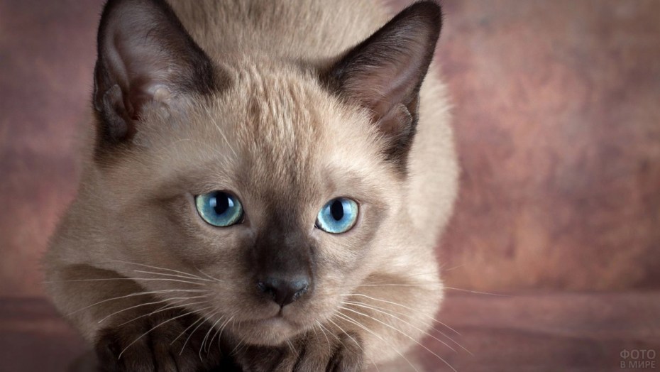 Сиамская кошка