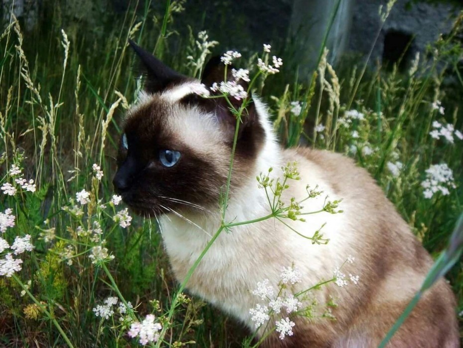 Кизельбах д. "Сиамская кошка"