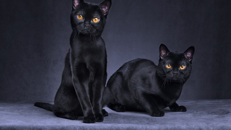 Бомбейская кошка сверху