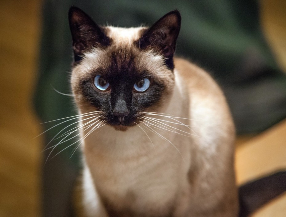 Сиамские коты