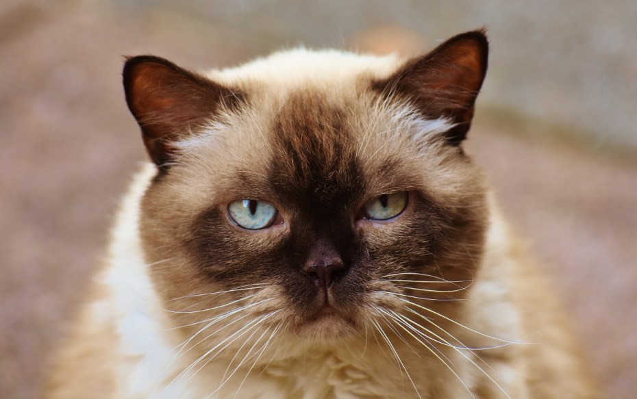 Сиамская кошка