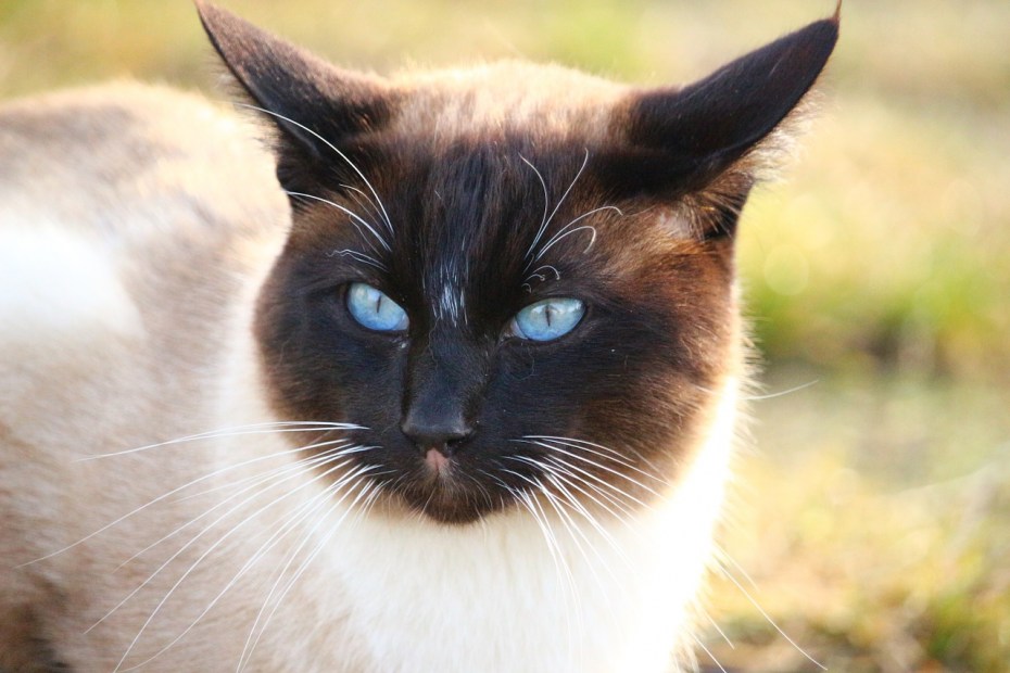 Сиамская кошка