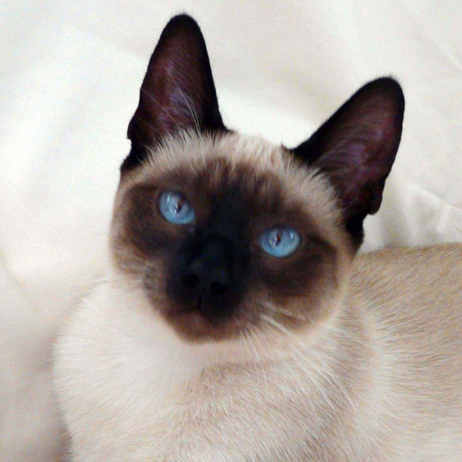 Сиамская кошка