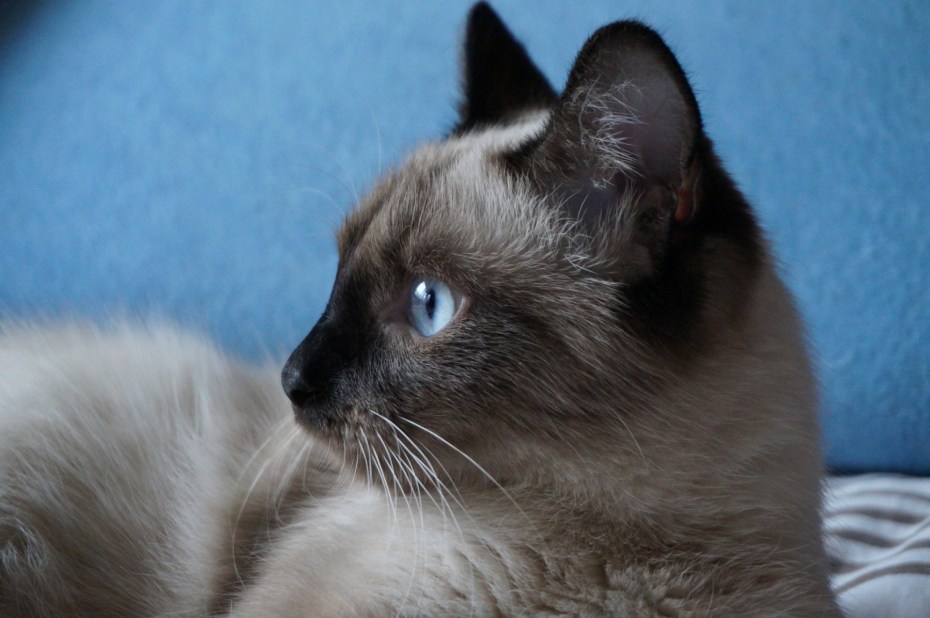 Кошка красавица