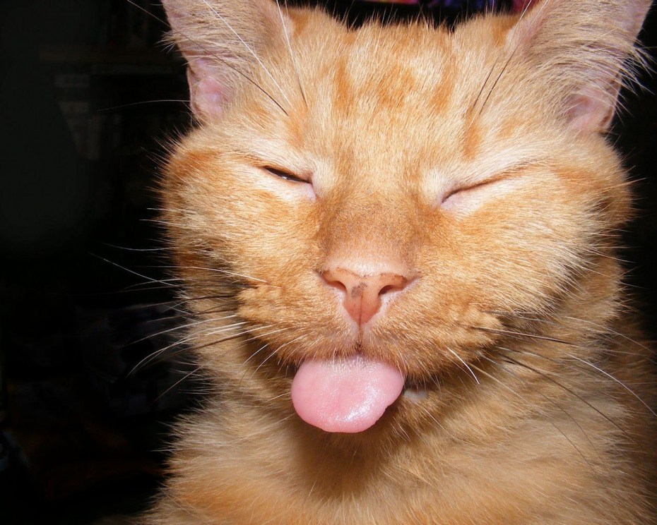 Котенок с высунутым языком