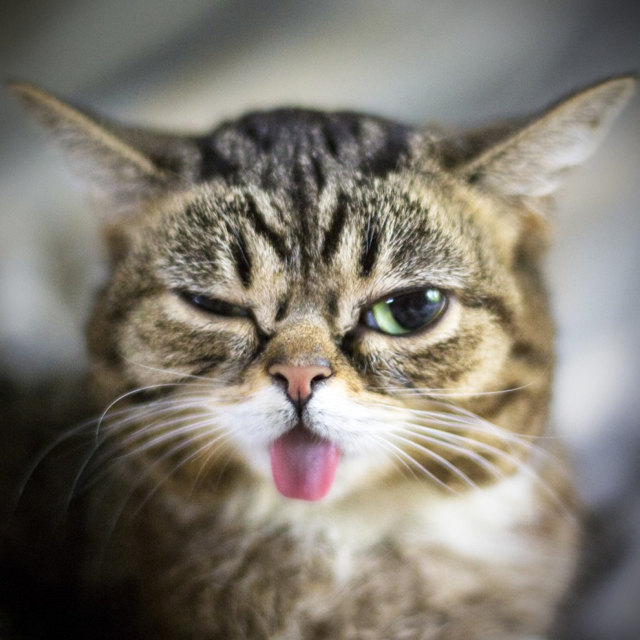Котик подмигивает